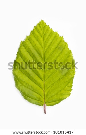 leaf single