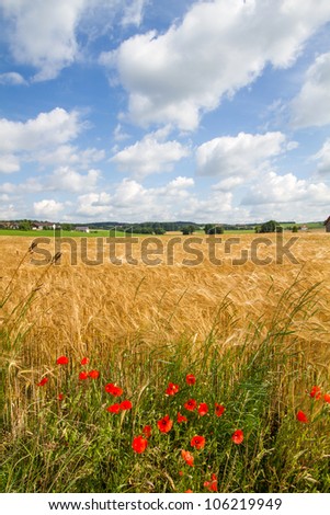 Grain field in Bavaria, Germany