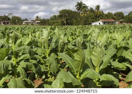 Tobacco plantation on Cuba