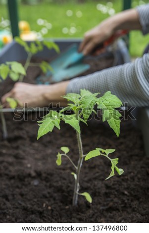 Planting young tomato plants