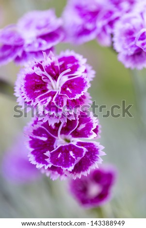 Dianthus barbatus or Sweet William flower, shallow DOF
