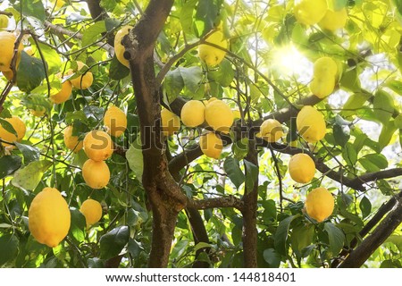 Ripe Lemons Hanging On A Tree In Greece With Sun Rays Shining Through The Leaves