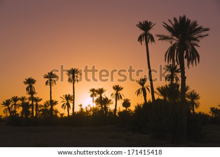 Date palm trees with sunset in Morocco, Africa