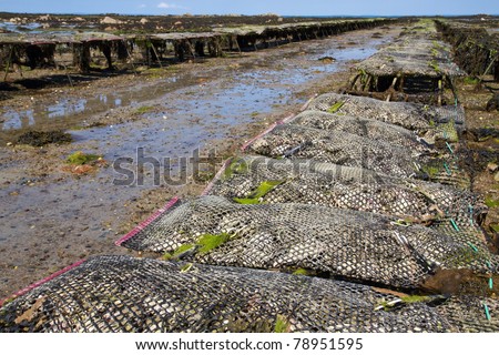 Oyster beds offshore the channel island of Jersey, UK