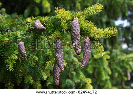 Branch of fir with some cones hanging down