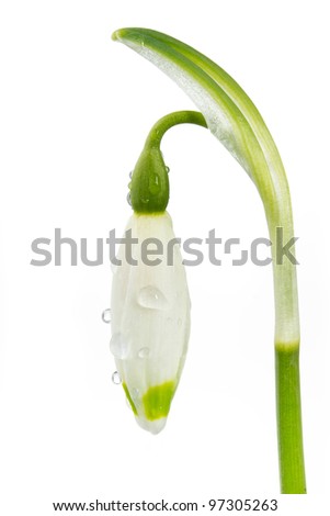 Spring snowflake (Leucojum vernum) on white