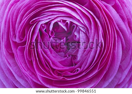 Ranunculus Asiaticus Flower as background