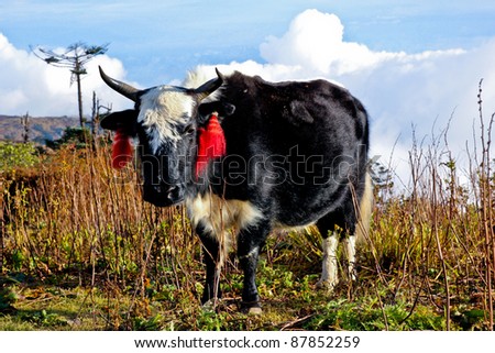 Yak with Red Earrings in the Meadow, Nepal