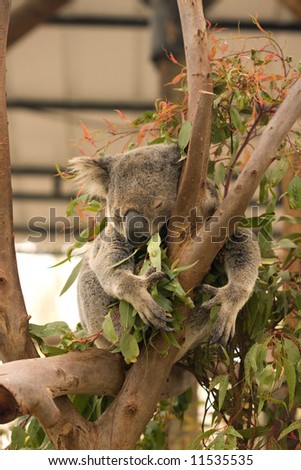 koala sleep hold tree animal