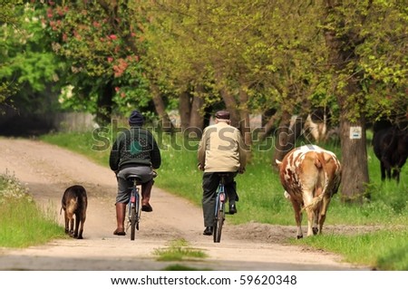 Cows coming back to a farm