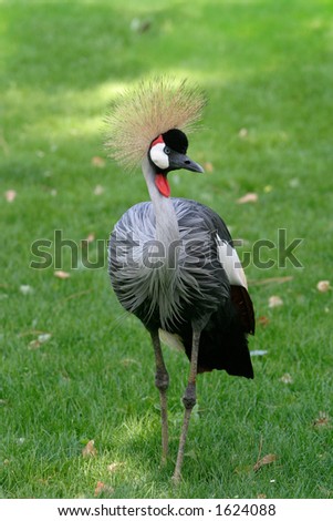 Peacock Turkey