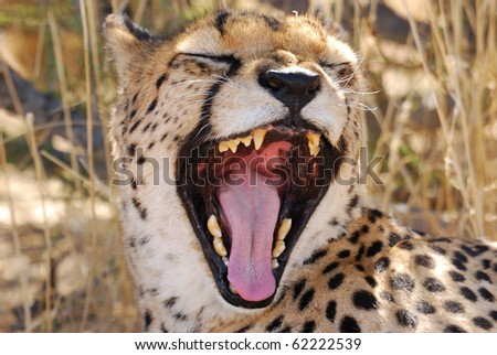 tired cheetah