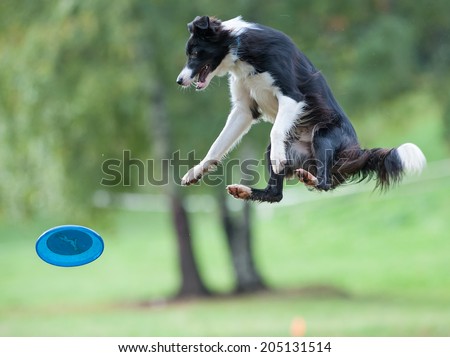 Dog sitting in the air