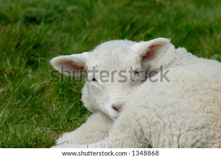 Little lamb on the Hallig Hooge in germany, europe.