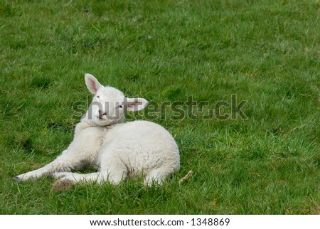 Little lamb on the Hallig Hooge in germany, europe.