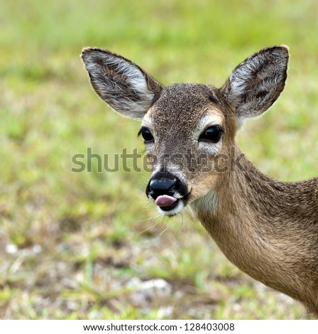 An endangered species of deer, called Key Deer, from the Florida Keys (Odocoileus virginianus clavium)