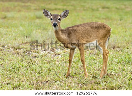 Endangered Key Deer from the Florida Keys near Big Pine Key  (Odocoileus virginianus clavium)