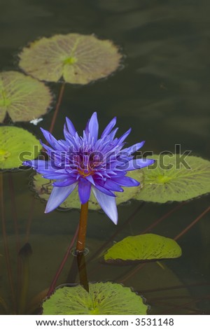 Colorful Blue Water Lily