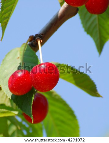 Door County Cherries