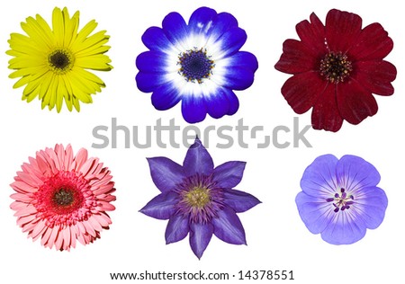 Blue Gerber Flowers