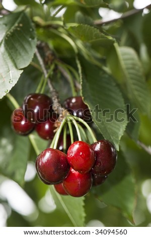 Door County Cherries (Montmorency type) on the Tree