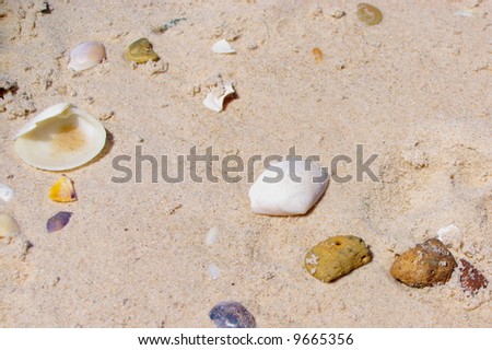 Photograph taken at Henley Beach featuring a collection of washed-ashore shells and rocks (Adelaide, South Australia).