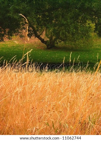 Photograph taken of long dry grass with a green lawn in the background under a low tree (Willunga Nature Reserve, South Australia).
