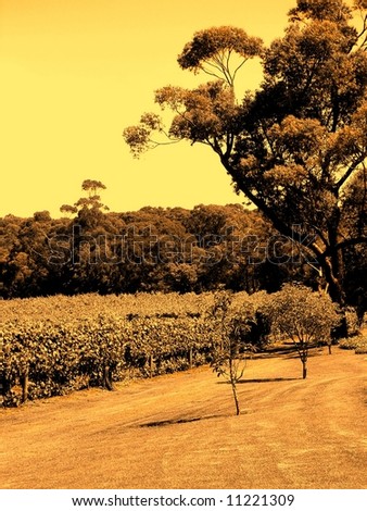 Photograph featuring a vineyard and a Eucalyptus tree at Red Hill Estate (Mornington Peninsula, Australia).