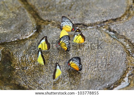 Butterfly Park Malaysia