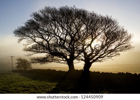 Trees in the mist, Ryburn Moorlands, Calderdale, West Yorkshire, UK