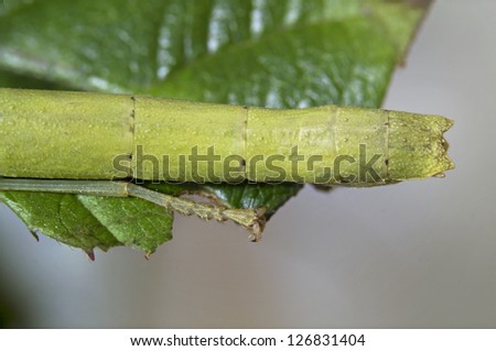 Tail of an Indian Stick Insect, Carausius Morosus also known as a Laboratory Stick Insect