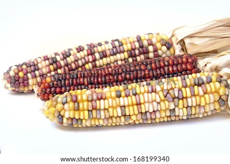 Three colorful dried Indian corns on white background