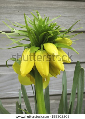 Yellow Crown Imperial Lily, latin name - Frittilaria imperialis