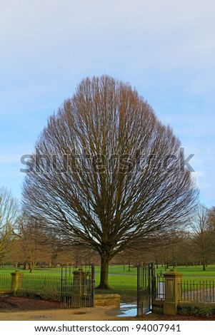 A beautifully shaped tree at the entrance to Wythenshawe Hall, Wythenshawe, Manchester