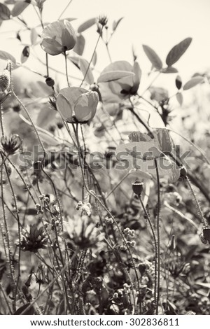 Poppies and other wild flowers on a green field in spring. Turkey.Side. In black and white toned. Retro style
