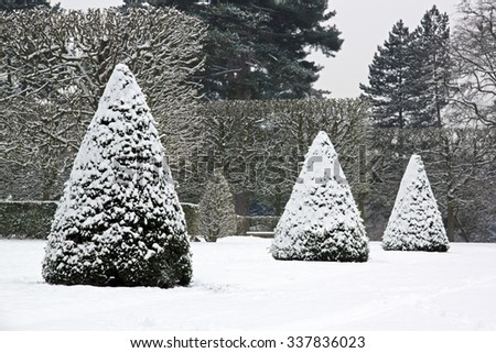 Winter Garden, yew trees under snow (near Paris France)
