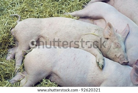 nap of the pigs babes