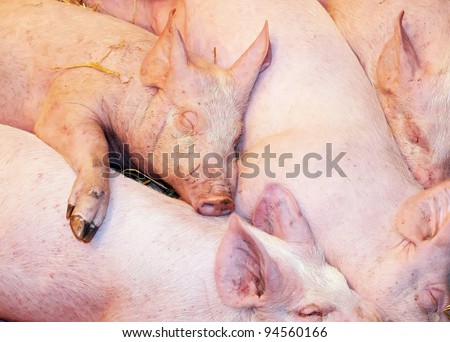 pigs babies