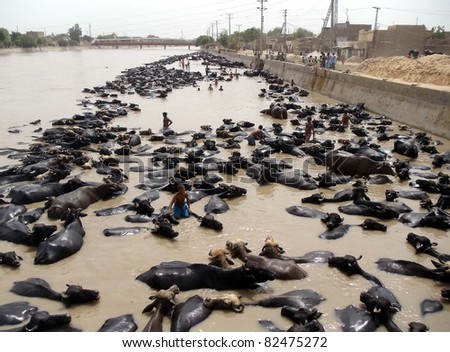 LARKANA, PAKISTAN - AUG 08: A huge number of buffaloes take bath to beat the heat at Rice Canal during hot day of summer season on August 08, 2011in Larkana.