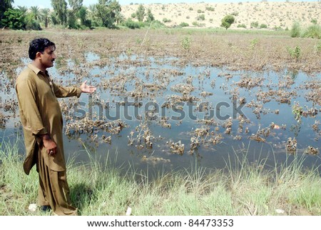 SUKKUR, PAKISTAN - SEPT 11: A man points damaged cotton crop which were inundated with rainwater due to heavy downpour of Monsoon season at Goth Jamal Din Malah at Nara Tehsil in Sukkur September 11, 2011.