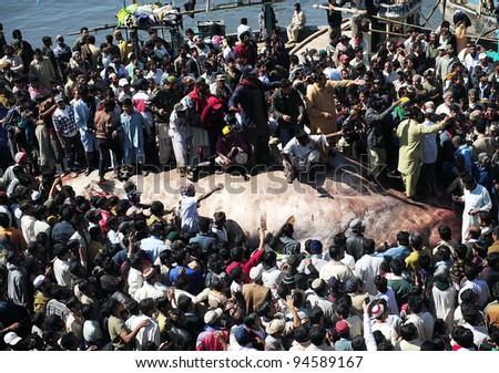 KARACHI, PAKISTAN - FEB 07: A large number of people look a dead whale shark, which was found in the Arabian Sea, at Karachi Fish Harbor on February 07, 2012 in Karachi.