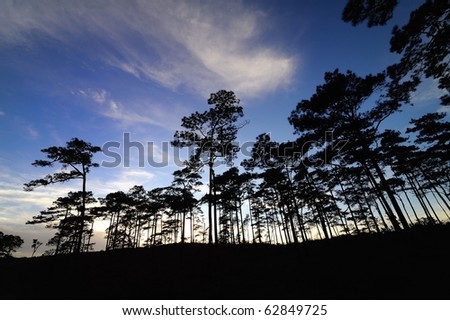 Tall trees on the hill