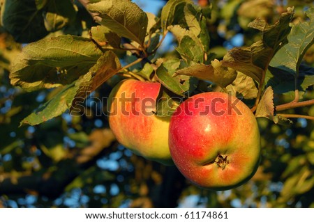 Two apples on tree in the evening sunlight