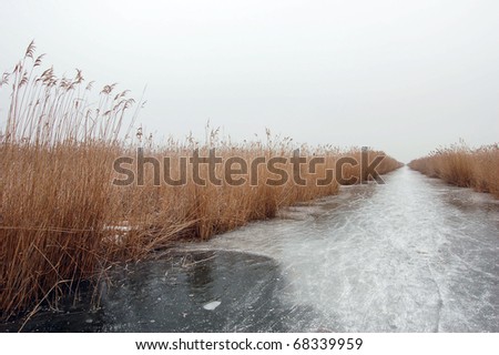 Frozen Lake in Winter with Reed