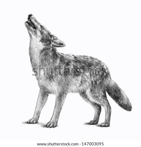 timberwolf or gray wolf vector wildlife animal icon for business cards or for use as clipart Image is hand drawn and isolated on white background Pencil sketch of howling scary wolf for halloween timberwolf or gray wolf vector wildlife animal icon for business cards or for use as clipart Image is hand drawn and isolated on white background Pencil sketch of howling scary wolf for halloween