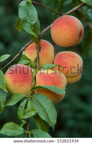 juicy peaches and leaves