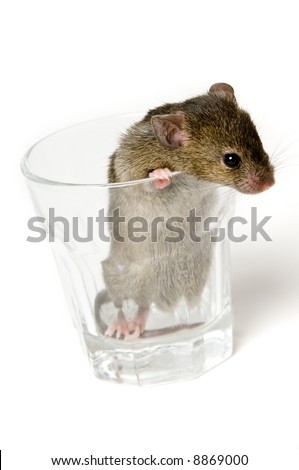 http://image.shutterstock.com/display_pic_with_logo/64665/64665,1201314045,1/stock-photo-a-brown-mouse-in-a-shot-glass-8869000.jpg