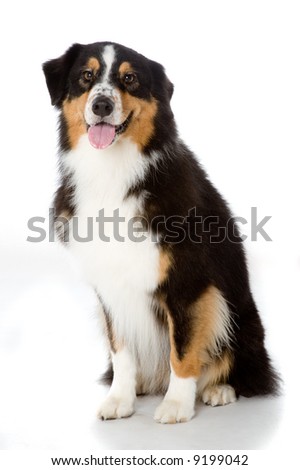 Puppy Australian Shepherd Stock Image Puppy Australian Shepherd Stock Image