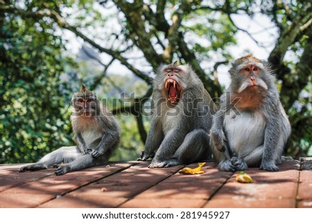 three monkeys shout, yawing sitting on the ground