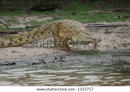 African crocodile at Seolus Park, Tanzania
